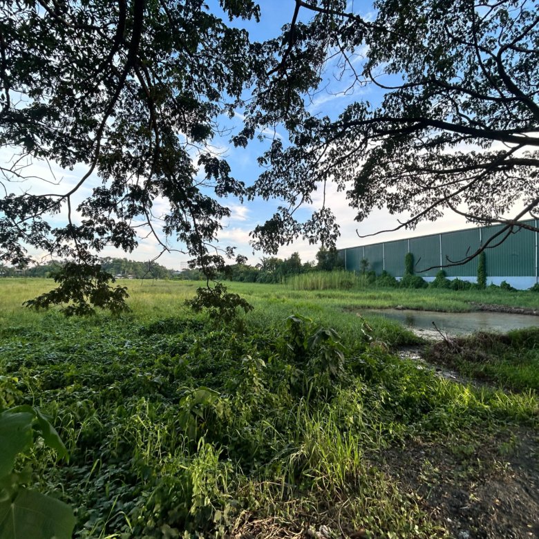 Field of tall grass and low vegetation beneath a dense tree canopy, with a green corrugated-metal building visible in the background on the right.
