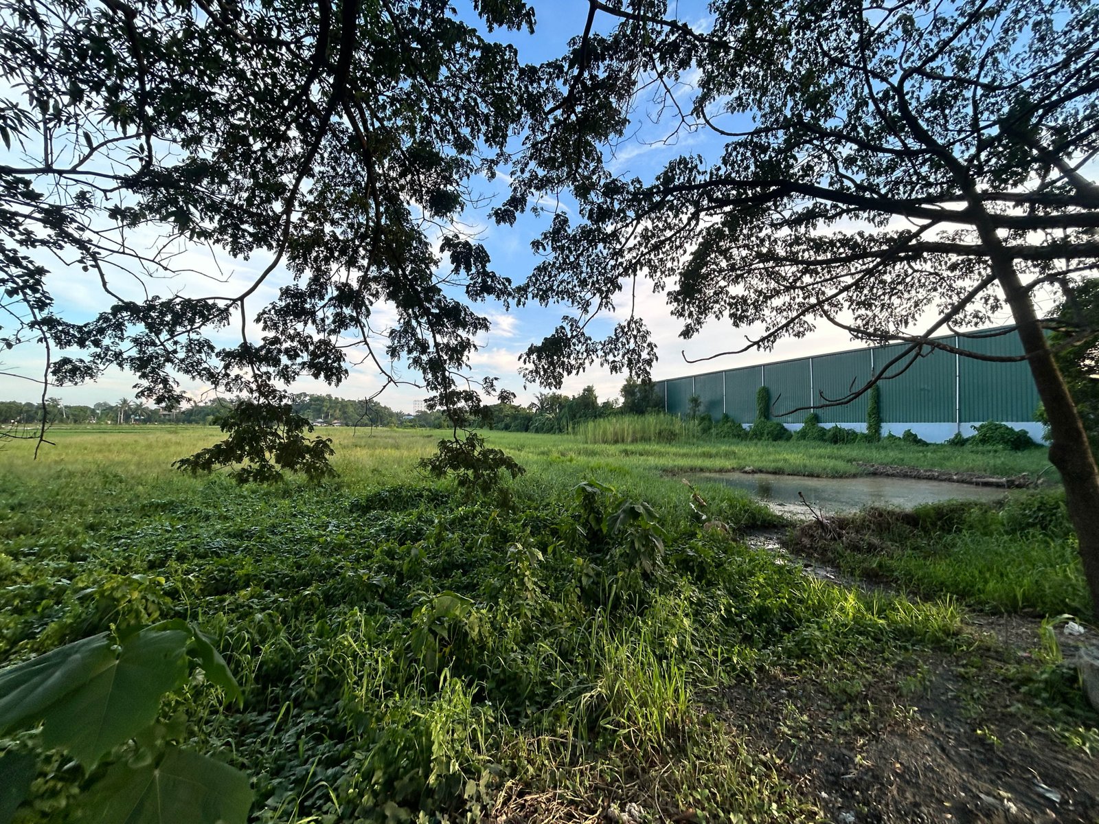 Field of tall grass and low vegetation beneath a dense tree canopy, with a green corrugated-metal building visible in the background on the right.